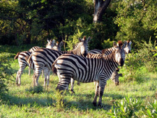 Zimbabwe-Victoria Falls-Zambezi Riding Safari